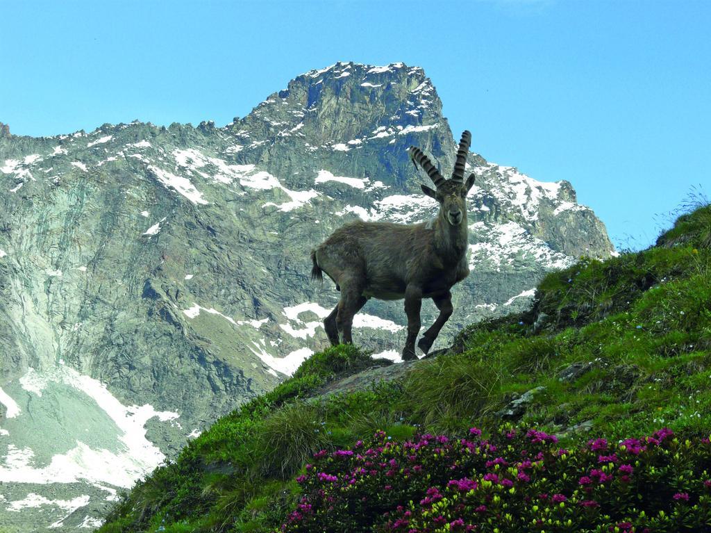 Apartmán Haus Erle Saas-Grund Exteriér fotografie