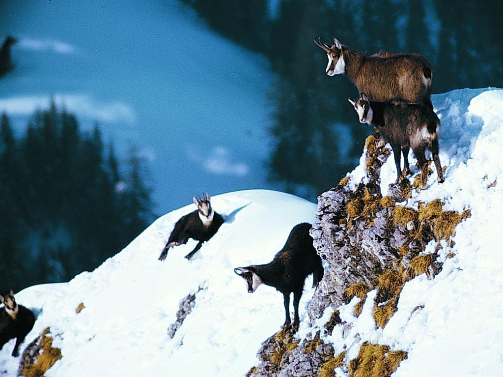 Apartmán Haus Erle Saas-Grund Exteriér fotografie