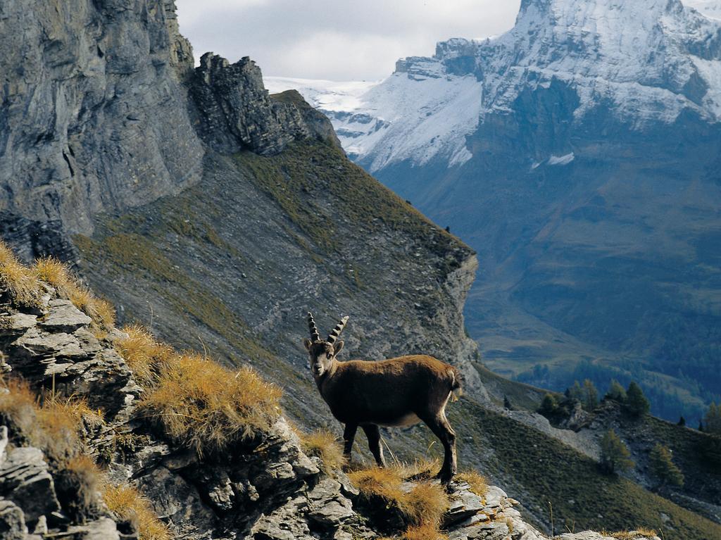Apartmán Haus Erle Saas-Grund Exteriér fotografie